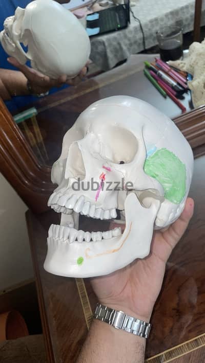 Educational skull