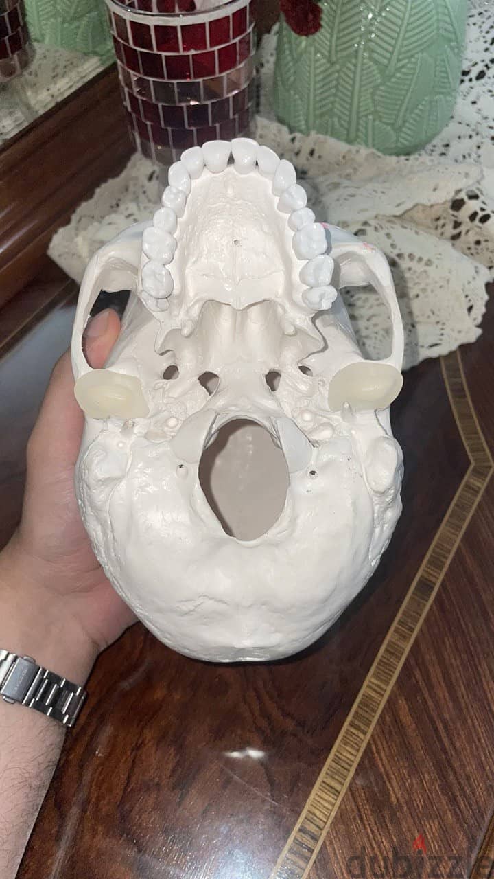 Educational skull 1