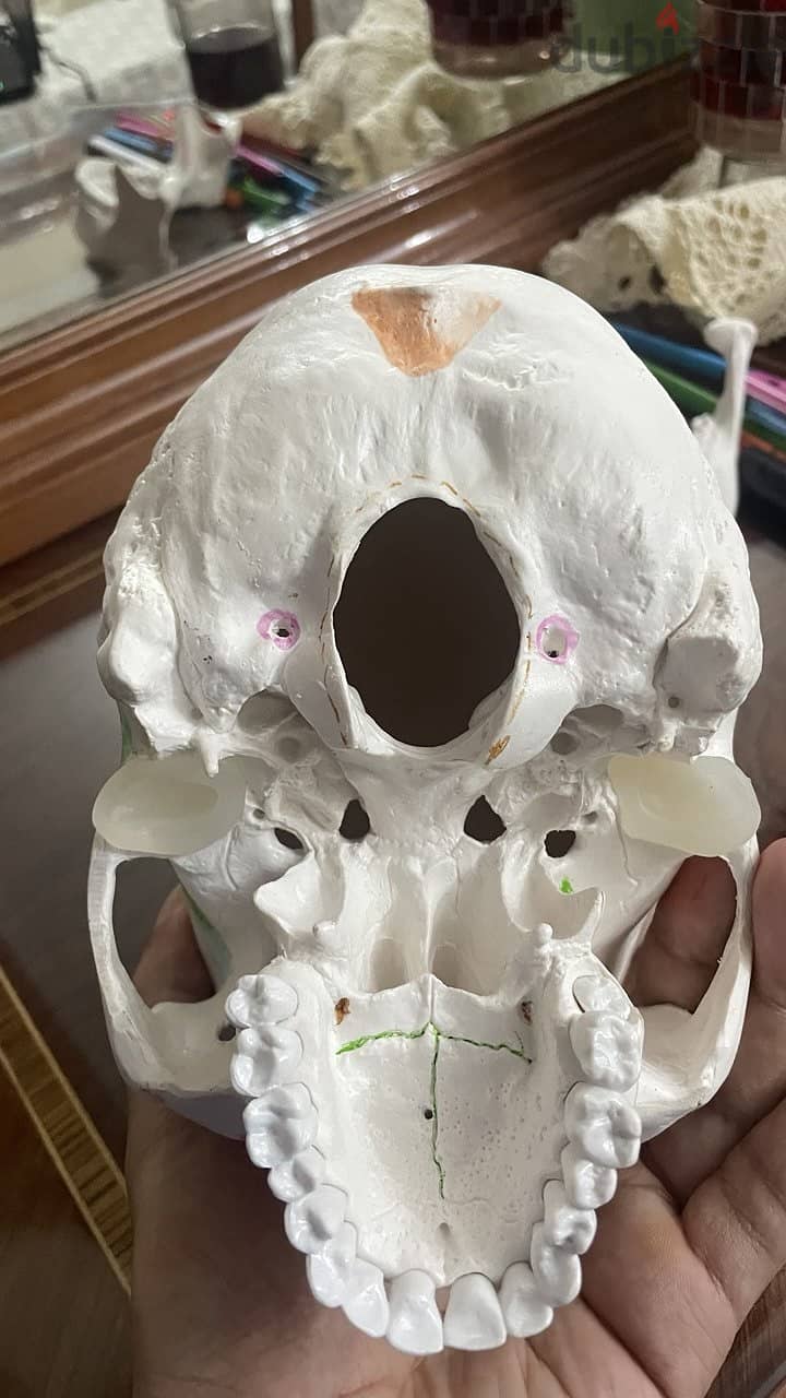 Educational skull 2