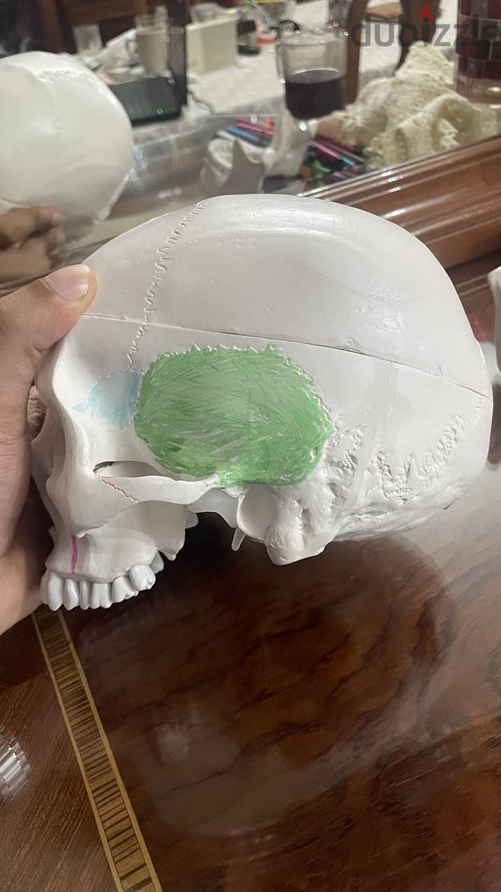 Educational skull 3