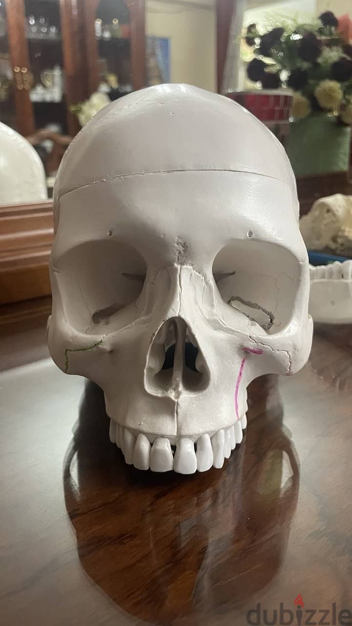Educational skull 4
