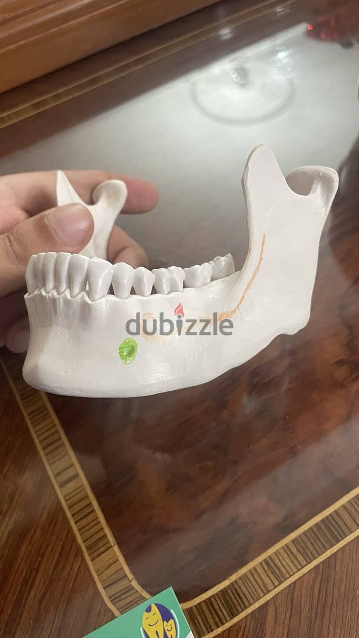 Educational skull 5