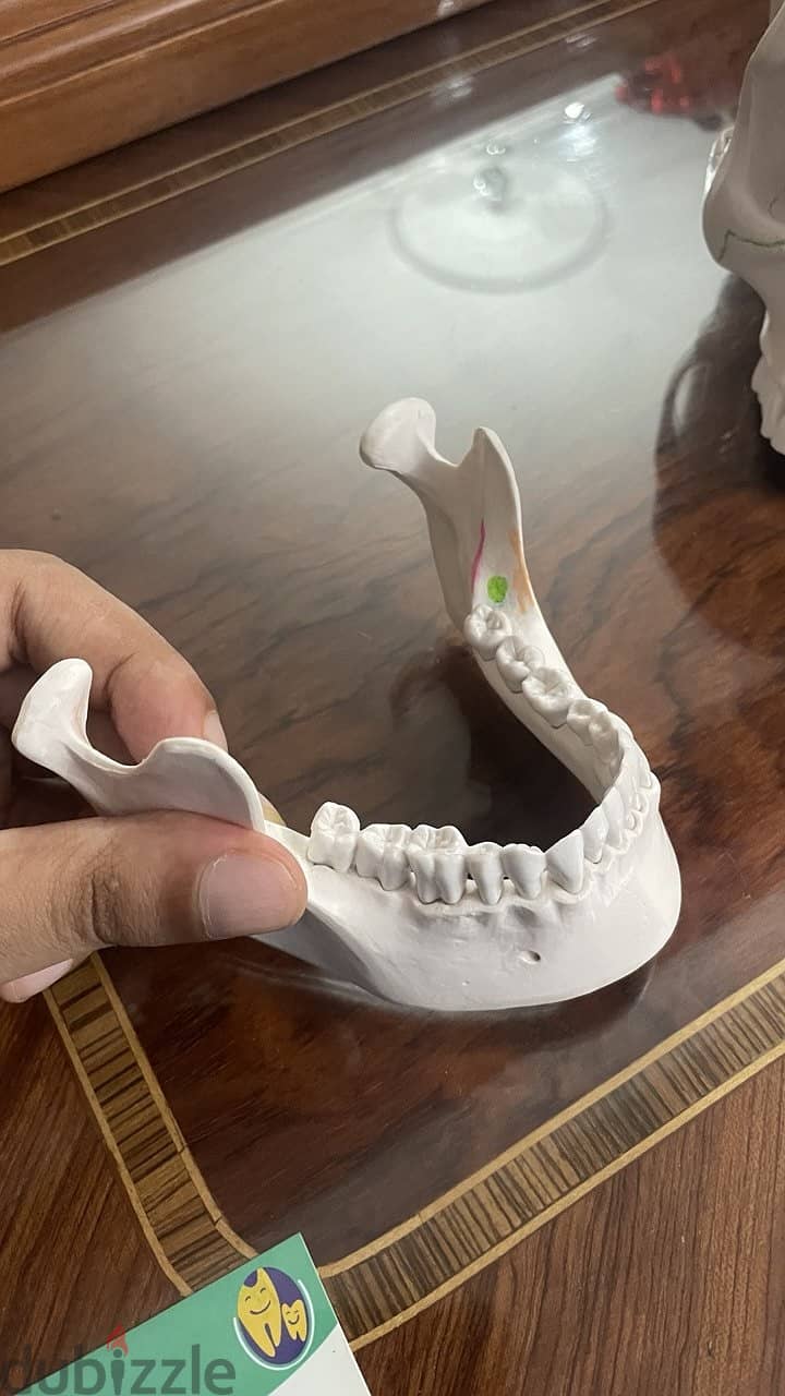 Educational skull 7