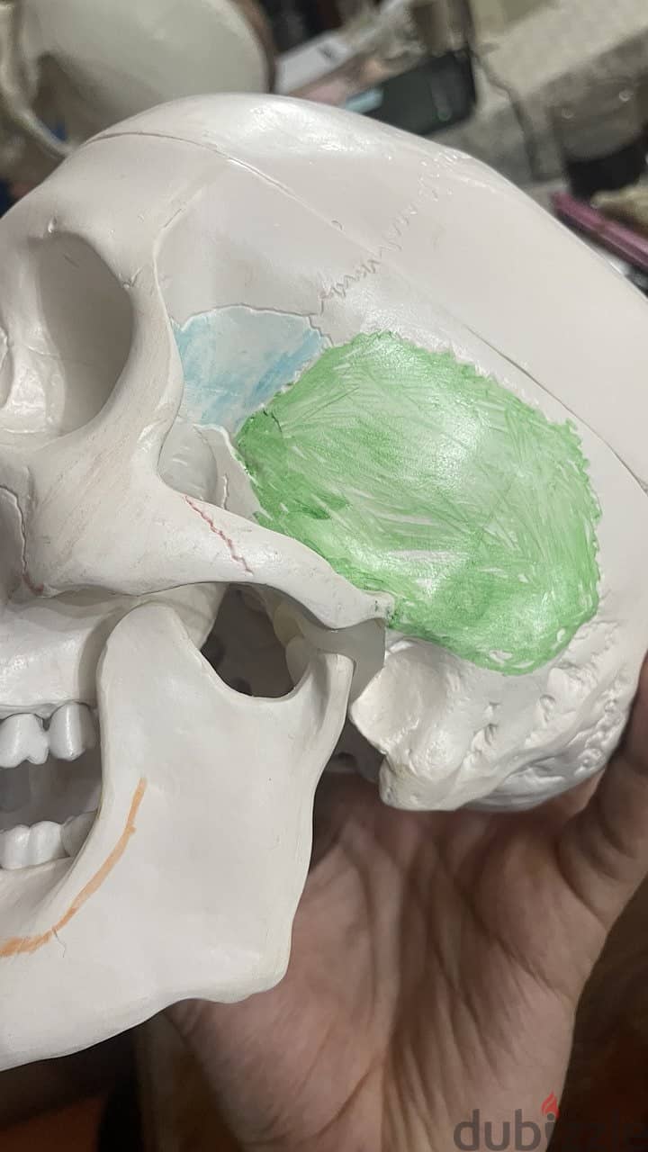 Educational skull 8