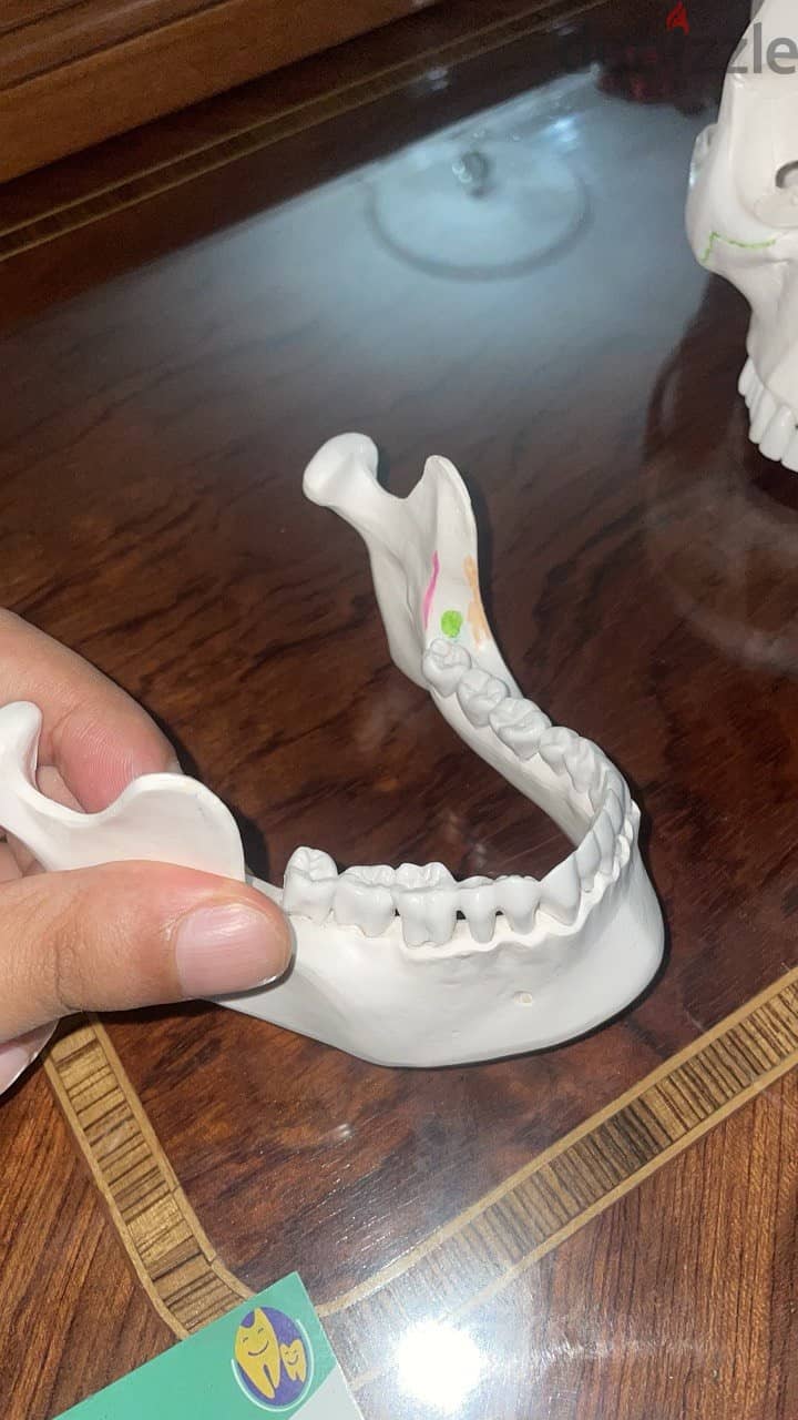 Educational skull 9