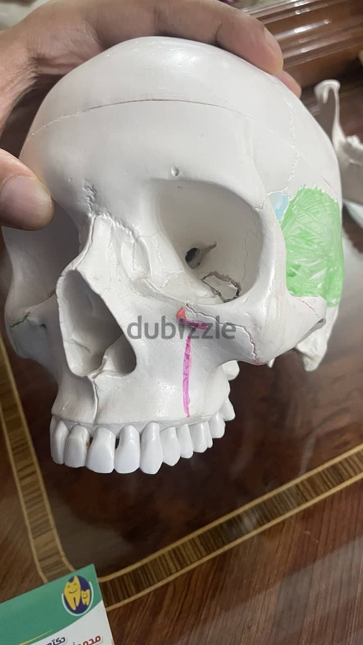 Educational skull 11