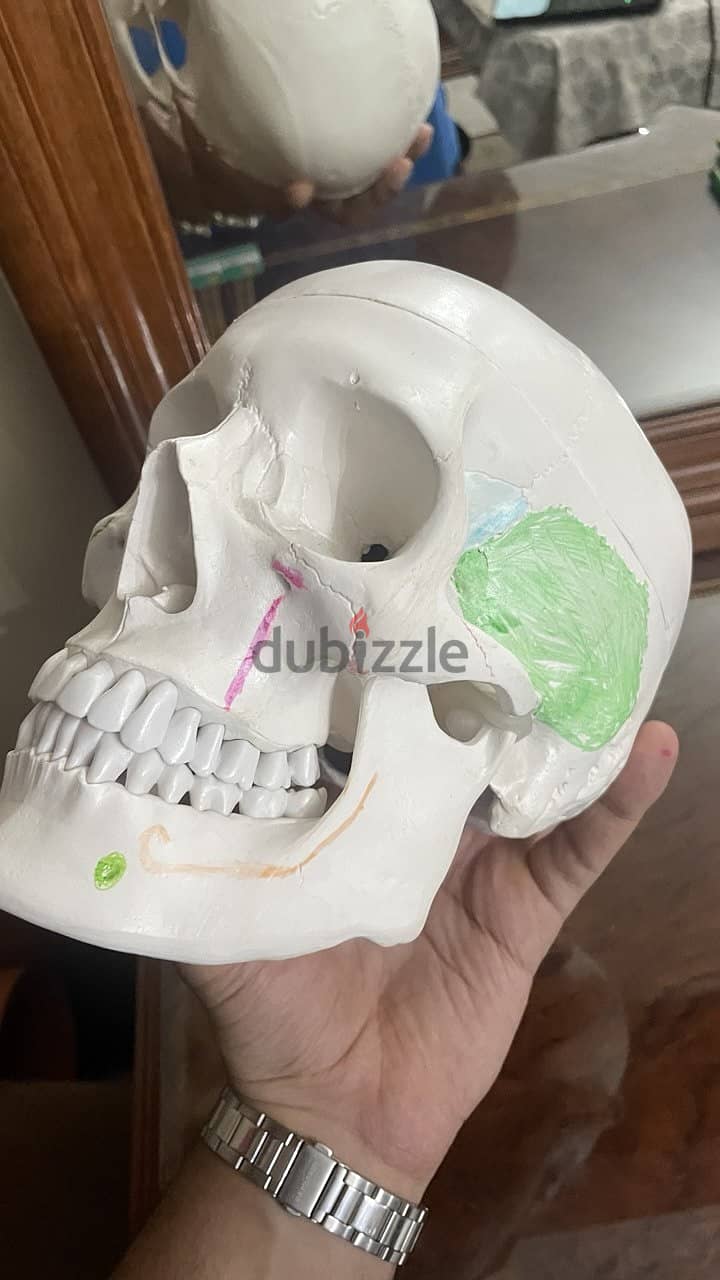 Educational skull 12