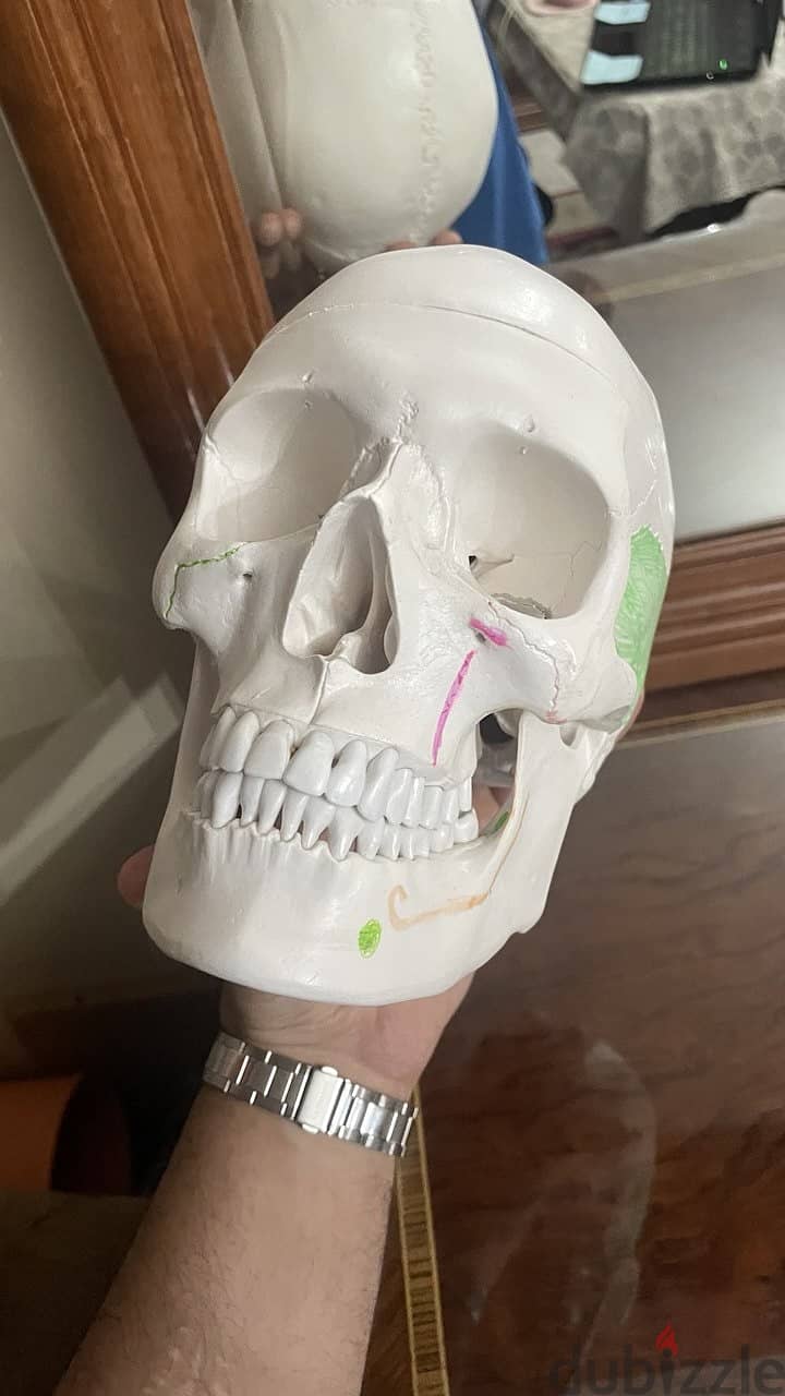 Educational skull 13