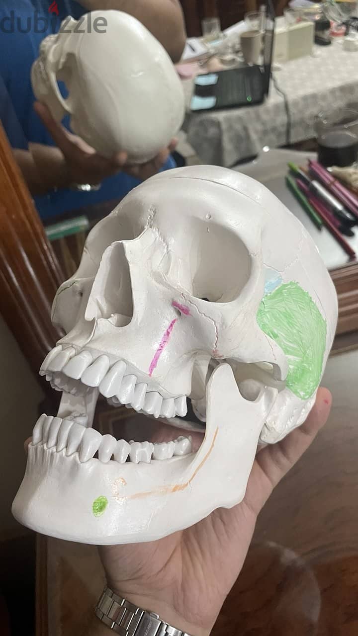 Educational skull 14