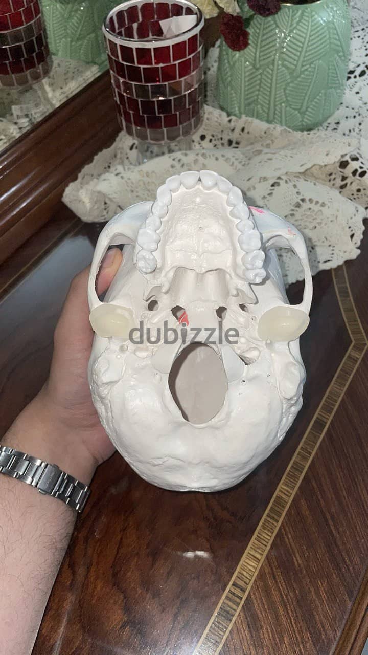 Educational skull 15