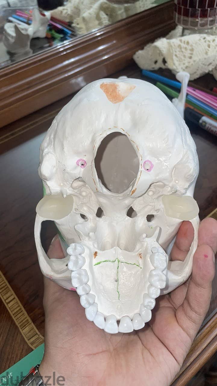 Educational skull 16