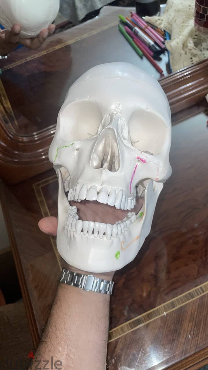 Educational skull 17