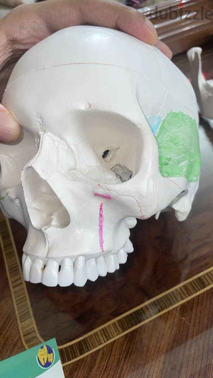 Educational skull 18