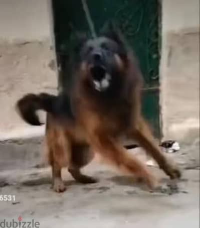 كلب دكر جيرمن شيبرد لونج هير أهالي مستورده
