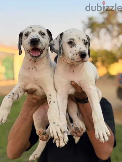 · Dalmatian Dogs دلميشن ولد وبنت