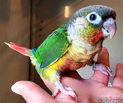 Green Cheek Conure, Yellow Sided