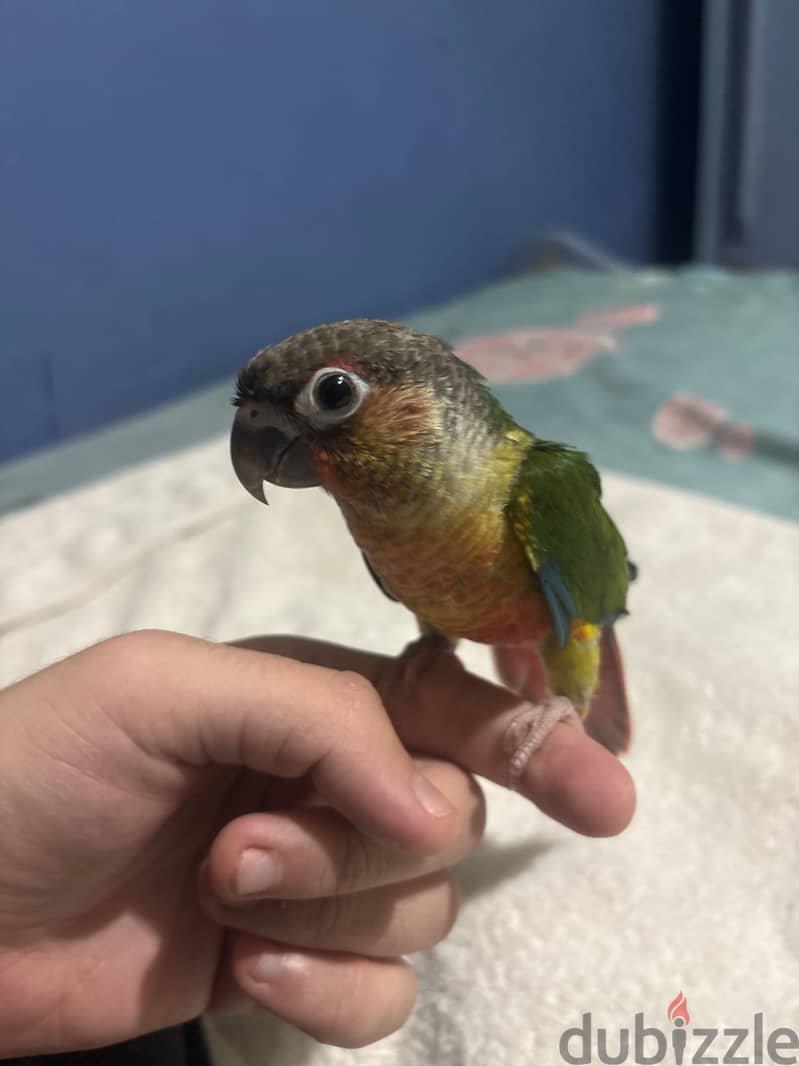 Green Cheek Conure, Yellow Sided 1