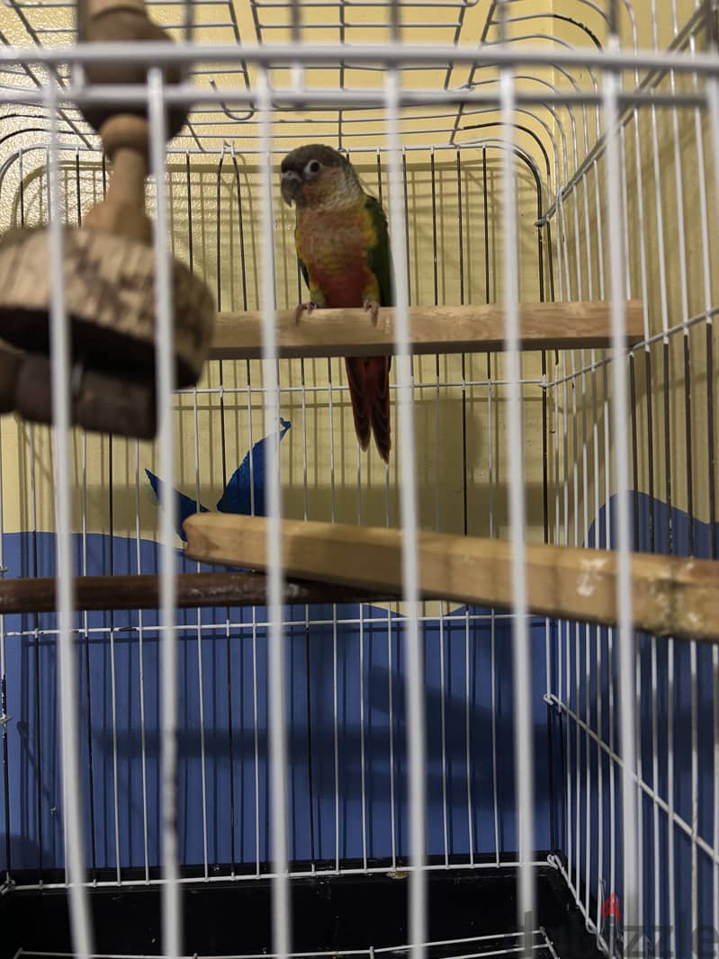 Green Cheek Conure, Yellow Sided 2