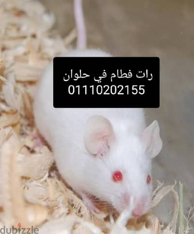 rat رات ومايس mis في حلوان كلمني واتس