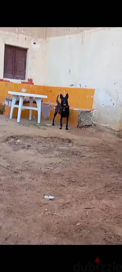 داتش شيبرد