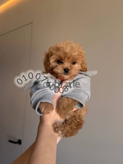 مالتي بوو - توي بودل Maltipoo-poodle puppies