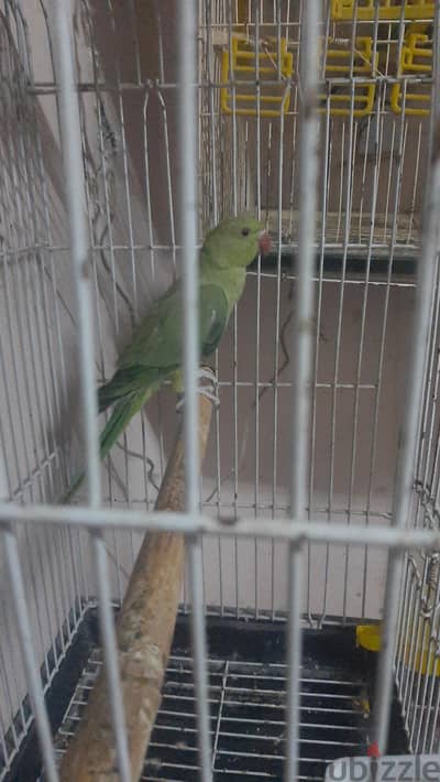 دره هندي