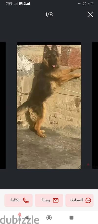 كلابه جيرمن شيبرد شو لين
