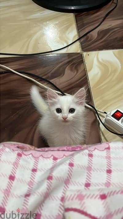 بنتين و ولد شيرازي بيور