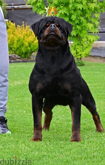Pure Rottweiler puppies