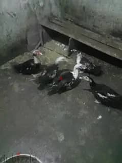بط بلدى  للبيع