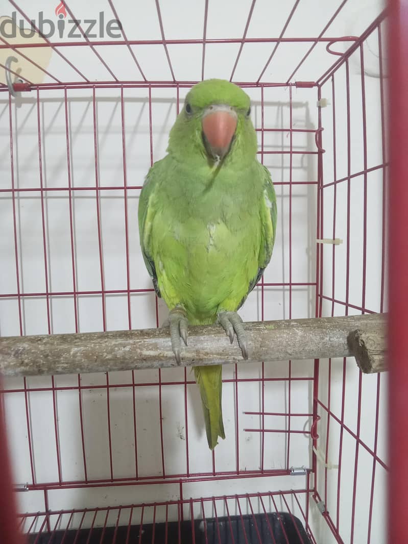 طائر درة 2