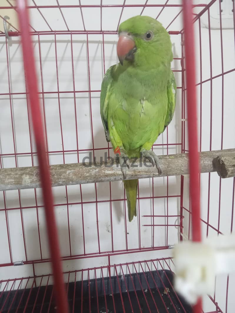 طائر درة 5