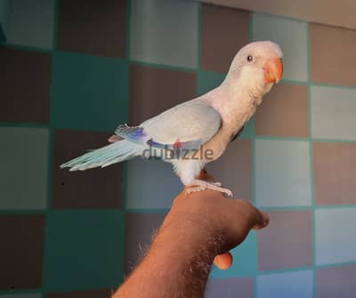 ببغاء كويكر سكاي بلو تاكيل يدوي