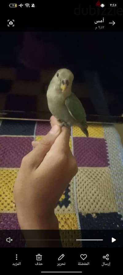 زوج روز  شهرين ونص اليف