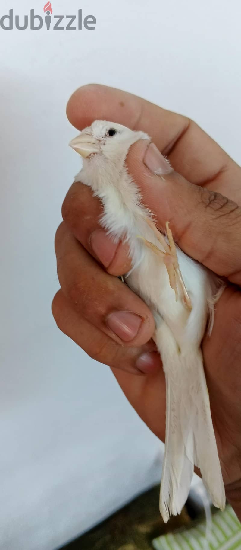 كناري 3