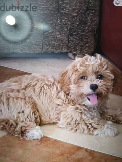 Male Maltipoo 3months (fostering)كلب مالتيبو ذكر ٣ شهور (استضافة)