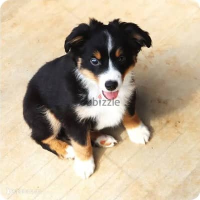 AUSTRIAL SHEPHERD PUPPY
