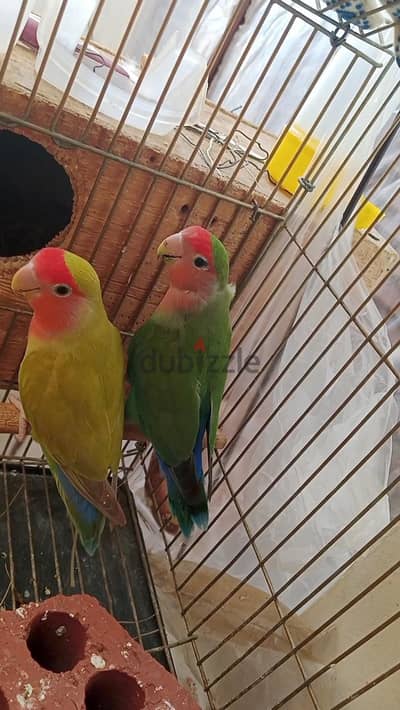روز اخضر