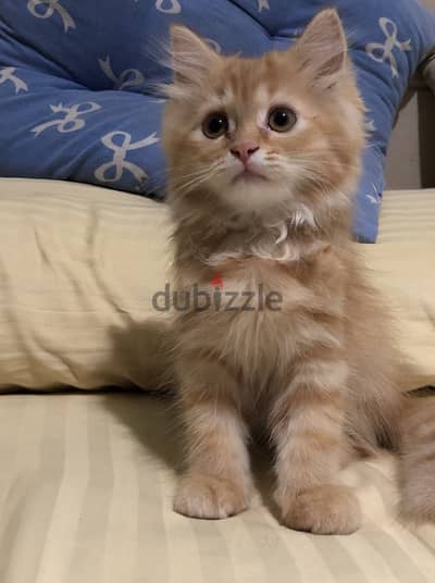 Shirazi Kitten female - قطة شيرازي بنت متطعمة جميع التطعيمات