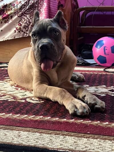 جرو دكر كين كورسو cane corso