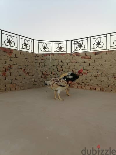 فراخ هندي