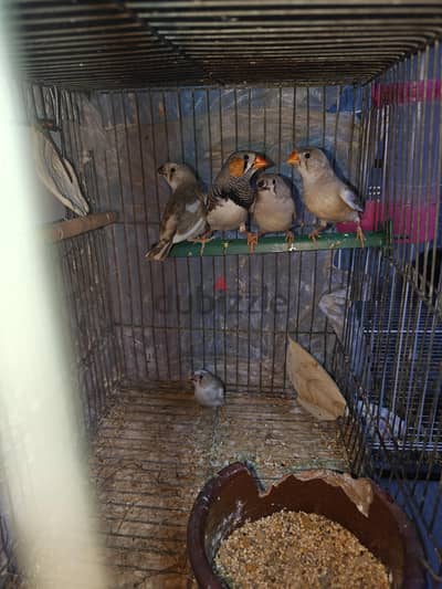 عصافير زيبرا