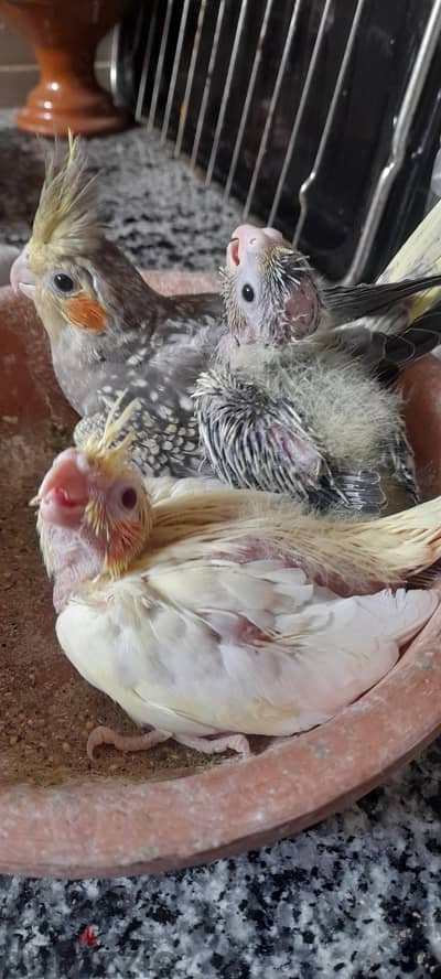 ٣ زغاليل كوكتيل تاكيل يدوي