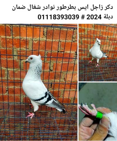 دكر زاجل ايس بطرطور نوادر شغال ضمان  دبله 2024