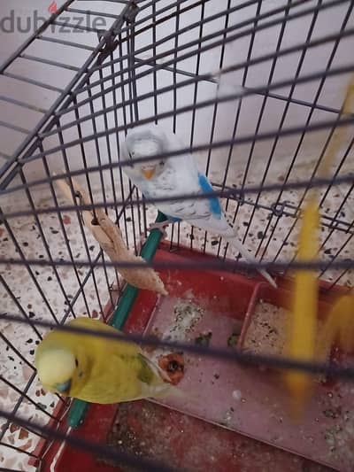 طيور زينه