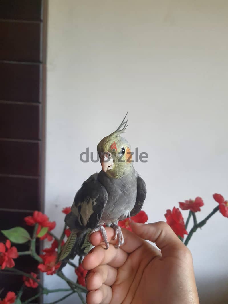 كوكتيل متدرب 1