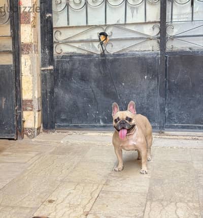 نتاية French bulldog مستوى ممتاز