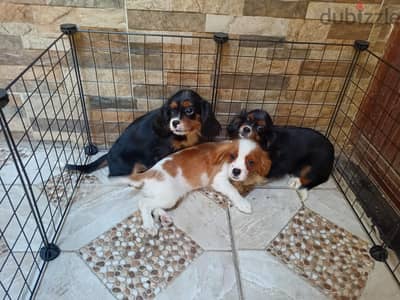cavalier king Charles 