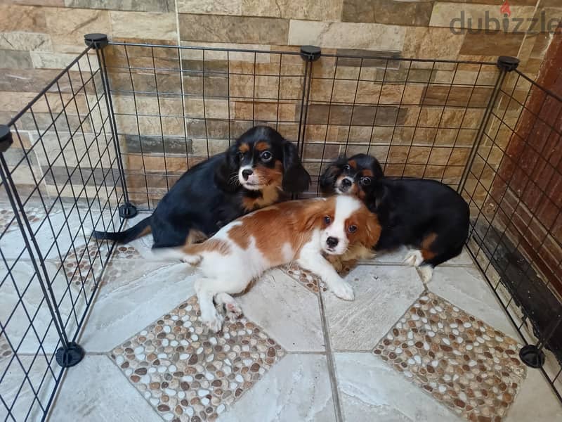 cavalier king Charles 1