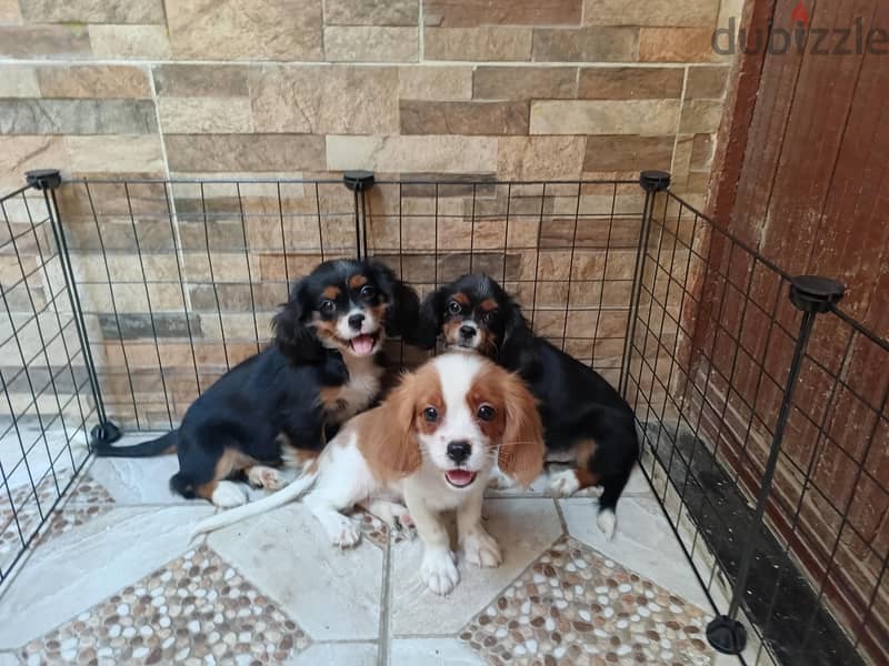 cavalier king Charles 2